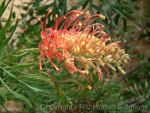 Grevillea Superb 